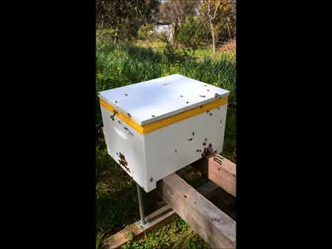 Queen bee rearing in a three way nucleus beehive