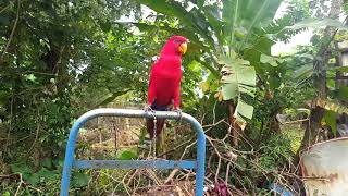 Download lagu Masteran Nuri Merah Maluku (Red Lory) mp3