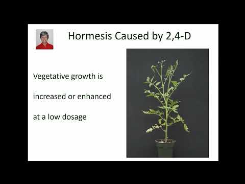 2,4-D and Dicamba Drift Injury | Short Version