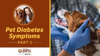 Pet Diabetes Symptoms (Part 1 of 2)