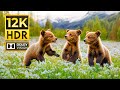 WONDERFUL ANIMALS 12K HDR 120FPS With Cinematic Music Colorfully Dynamic