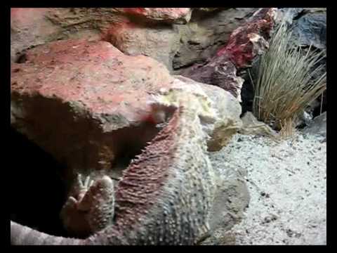 My bearded dragon having a "fomeala" issue