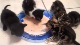 WHOSE HANDS ARE THESE?