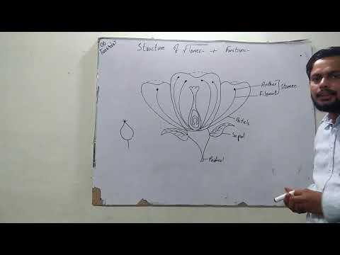 In Ghazali School 79jb /In Class 5/ Function of Flower and Types/
