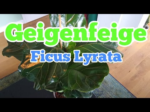 , title : 'Geigenfeige pflegen gießen düngen Standort vermehren umtopfen Ficus Lyrata'