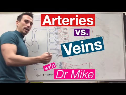 Blood Vessels | Cardiology