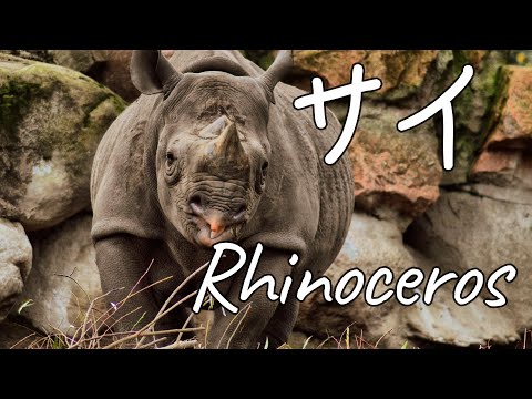 サイ:種類、特徴、生息地 -