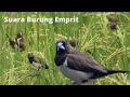 Suara Burung Emprit Di Sawah