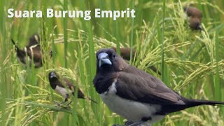 Download lagu Suara burung emprit di sawah mp3
