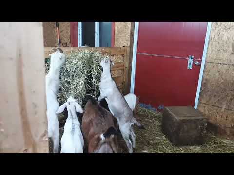 A Quiet Evening with hungry goats and babies vlog 173