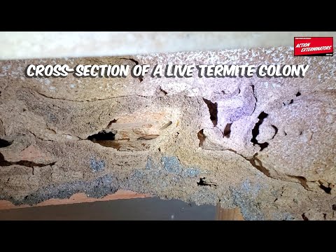 CROSS SECTION OF A LIVE TERMITE COLONY - HOW TO IDENTIFY TERMITES!