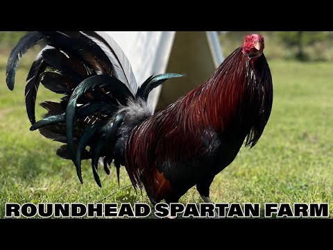 Beautiful Birds Asil Hatch Roundhead Spartan Farm California - Farm Visit