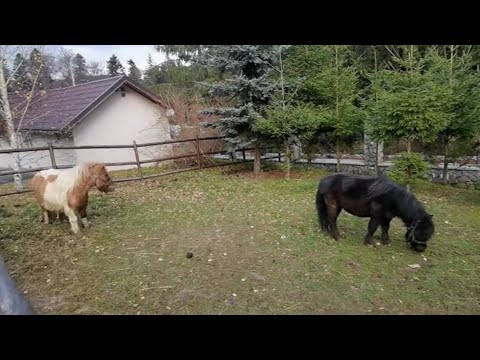 Păsări și ponei la mănăstirea Caraiman. Fabrica de șampanie din Azuga și un conac abandonat