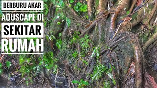 Download lagu BERBURU KAYU UNTUK AQUASCAPE DI PINGIR SUNGAI (DRIFTWOOD) AQUASCAPE mp3