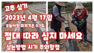고추심기 2023년 심는방법 시기 주의할점 코레곤 세븐스타  괴산청결고추 행복한괴산 신나는농부 [고추재배방법…