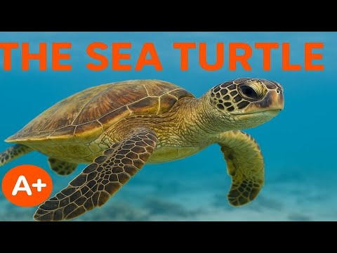 Sea Turtle Facts for Kids | Life in the Ocean | Science for Kids