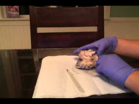 Bio 235 Sheep Brain Huntoon