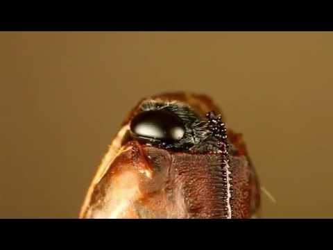 Ichneumonid wasp emerging from pupa (Pimpla disparis, Ichneumonidae)