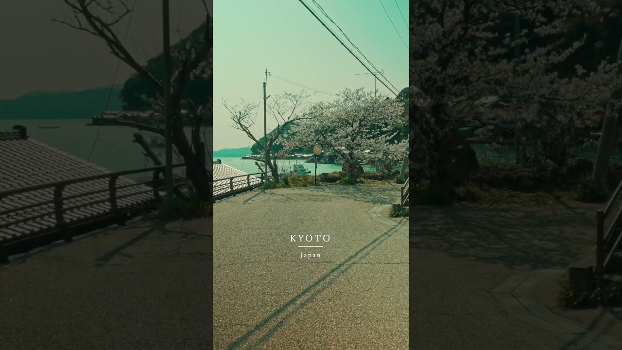 京都の舟屋の桜🌸　伊根の舟屋