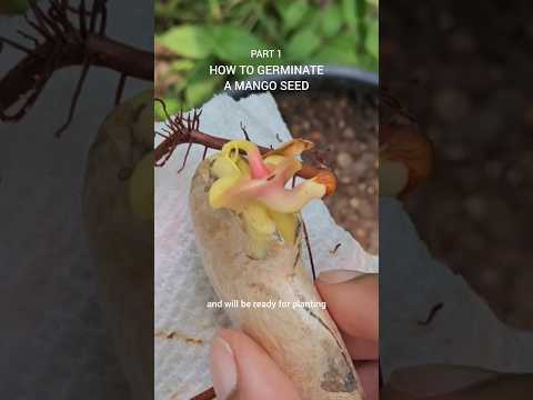 How to germinate mango seeds #gardening