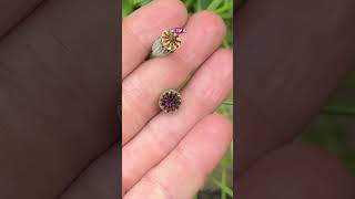 Collecting poppy seeds #gardening #seedcollecting