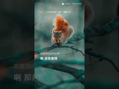 虎哥唱 為何那會斷了情 ( 谷村新司 日文歌 ‘’星‘’ & 鳳飛飛 ‘’另一種鄉愁‘’ ) ( 洪榮宏 台語版 )