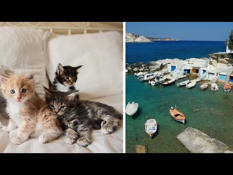 Dream job for all cat lovers Get paid to take care of cats on glorious Greek island