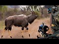Nyala An Eastern Cape Nyala Hunt Ep 6 Big Game Hunting In Africa
