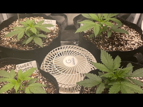 #420gtgt - Green Rush (Organic) VS. General Hydroponics (Synthetic) - Second Giveaway Entry