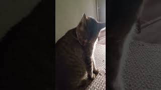 私より私の父母を鳴いて探すねこさん。 #猫 #shorts