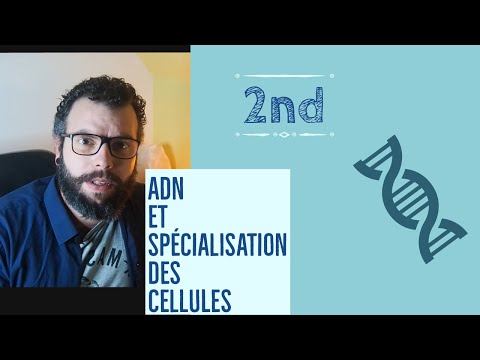 Life and Earth Sciences (SVT) - Second Year - DNA and Cell Specialization