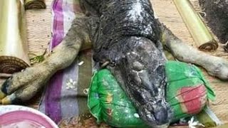 泰國「鱷魚頭」水牛寶寶　長滿鱗片被奉為「好運奇獸」