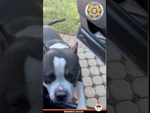 ¿RECUERDAN LA MÍTICA EXCUSA, “EL PERRO SE COMIÓ MI TAREA”?