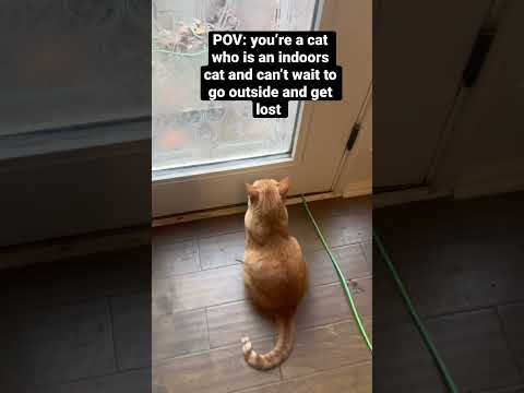 When an indoor cat wants to be an outdoors cat #indoorscat #hypercat