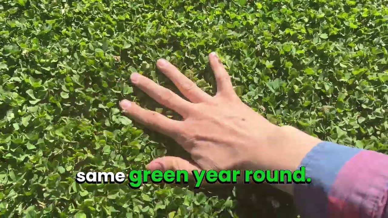 Micro Clover Ground Cover | A Grass Alternative That's Completely Immune to Pet Urine