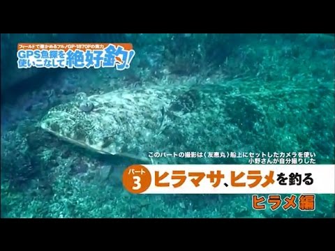 泳がせ釣りでヒラメを釣る