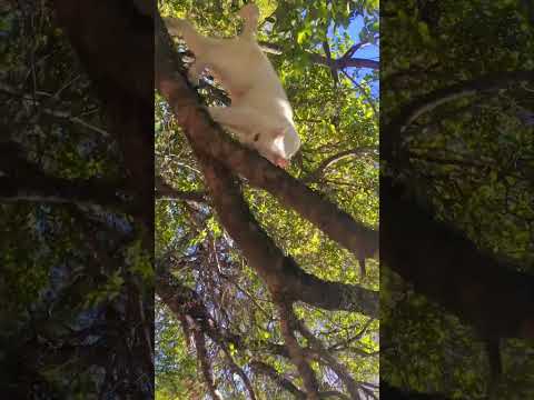 Nina de paseo en Valle de las Vacas, yungay, región del Bío Bío