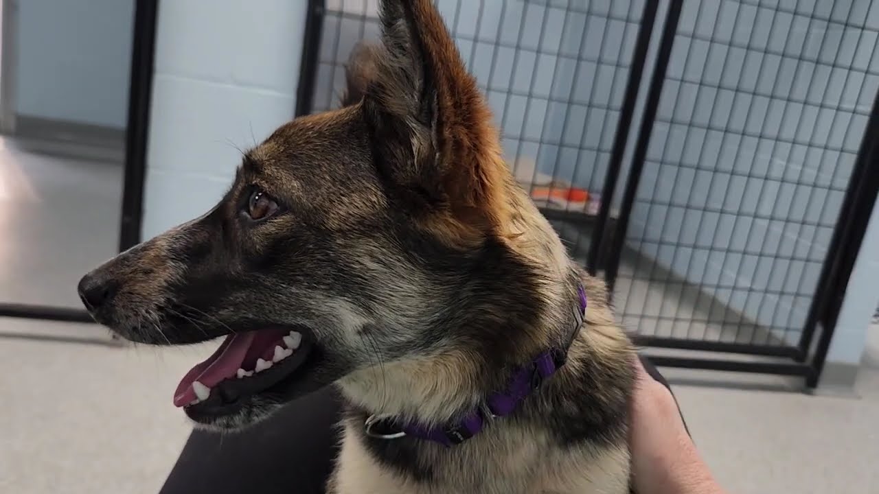 Enlarge Foxy, a ADOPTABLE Mixed Breed in Marshfield, WI video 6/6