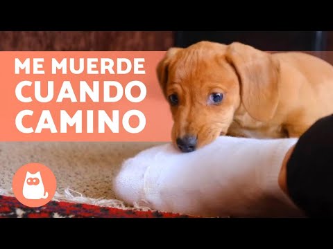 My dog bites my feet when I walk 🚶‍♂️🐕 (Causes and what to do)