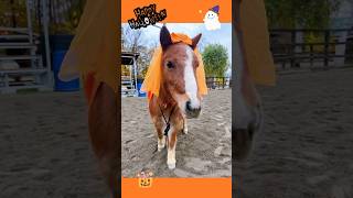 ハロウィンホースショー #horse #ヒロユキモチダホースマンシップ #pony #乗馬 #北海道 #ポニー #ポニーショー #ハロウィン #かぼちゃ #ハッピーハロウィン