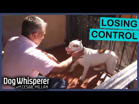 Nervous Pit Bull Starts Biting His Family | Dog Whisperer With Cesar Millan
