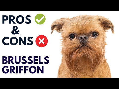 Brussels Griffon Dog Breed Pros and Cons | Brussels Griffon Advantages and Disadvantages