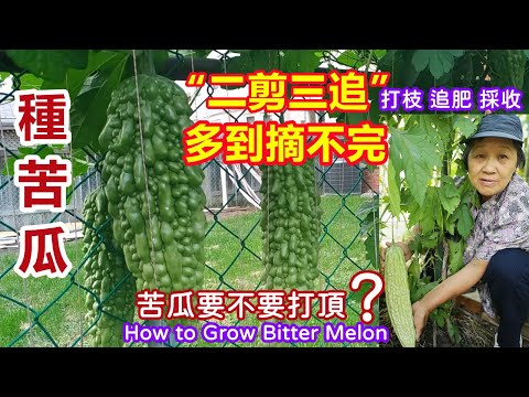 【種苦瓜 】苦瓜想高產，這樣剪兩下，瓜又大又直多到摘不完，苦瓜要不要打頂？打枝，施肥，採收How to grow Bitter Melon