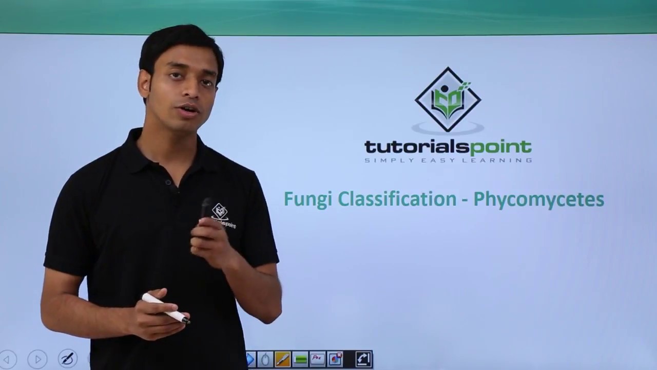 Class 11th – Fungi Classification – Phycomycetes | Biological Classification | Tutorials Point