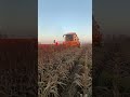 Sorgo 2025