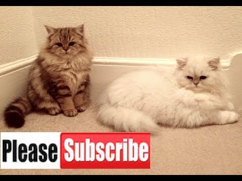 Train your Persian Cats to go outside