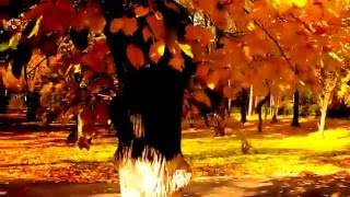 JJ CALE - WOKE UP THIS MORNING