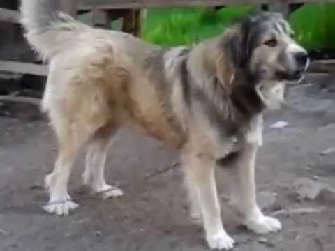 ciobanesc romanesc (Dinu-1an si 8luni)