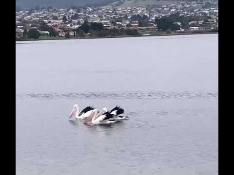 Trio of Pelicans Spotted Feeding In Sync In Old Beach, Tasmania