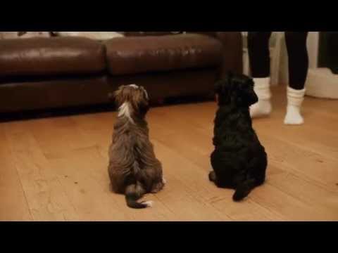 Cassie's Puppies Start Their Training